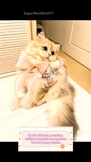 Kecantikan Kucing British Longhair [Part 2]. Ramah, elegant, dan tenang. #cat #kucinglucu