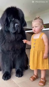 "The face of pure guilt. 🥺 Our sweet giant got caught red-handed (or red-pawed?) trying to sneak a snack, and he is NOT enjoying the lecture. He clearly thinks the 'No snacks before dinner' rule is unfair! 😂 What's the biggest trouble your pets get into?#NewfoundlandDog #BigDogLittleHuman #FunnyDogVideos #GuiltyDog #Newfie #DogAndBaby #CrackerThief" | cutepetfamily