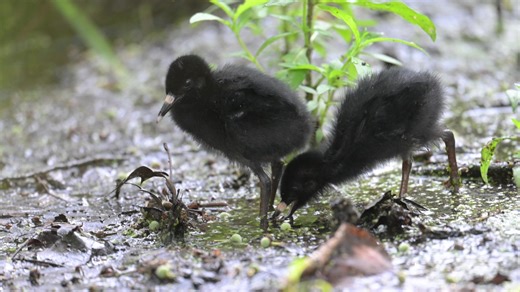7.5K views · 810 reactions | Two Virginia Rail chicks exploring their world with one getting in a good nubby wing stretch. Video is in slow motion. The gunshot sounds in the background are from a shooting range down the road. | Jocelyn Anderson Photography | Facebook