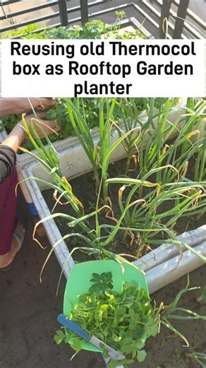 Rs 20 Old thermocol box to Rooftop Gardening planter = 2 growbags | DIY|#rooftopgardening #gardening