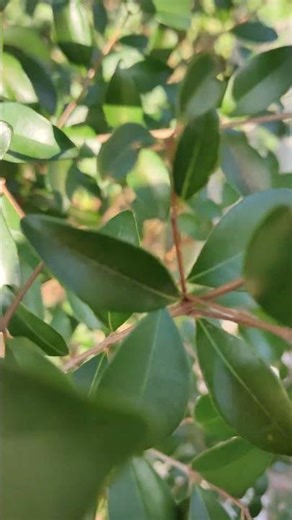 Fraxinus griffithii VID20260106085011