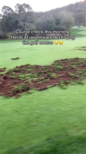 Javelina Encounter on the Golf Course