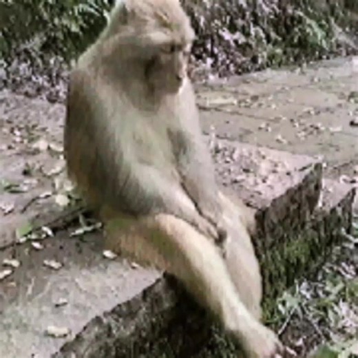 Sad Monkey Edits: Embracing Loneliness