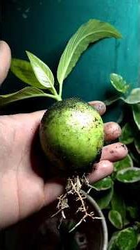 Grow Guava at Home Fast! 🌱 Easy Method for Beginners | Guava Plant Care & Tips