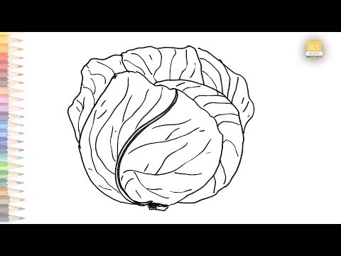 Cabbage drawing easy | How to draw Cabbage step by step | Vegetable drawing | Outline drawings
