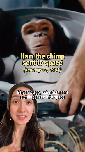 Ham the Astrochimp was sent to space 64 years ago (on Jan 31, 1961). He was approximately 3.5 years old. During his mission, he endured forces 15 times greater than gravity (15 Gs). Fortunately, he safely made it back to Earth after his 16-minute mission. Ham showed scientists that a living being could survive the extreme conditions of spaceflight, and think clearly enough to complete tasks. Three months later, Alan Shepard was sent into space and became the first American in space. Ham is memor
