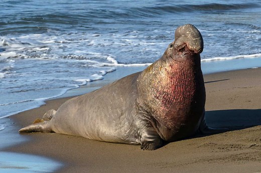 Discover the 10 Largest Seals in the World