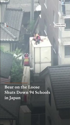 Bear Roams Japanese City For Four Days, Shutting Down 94 Schools | Firstpost News