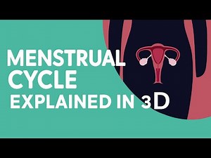 Menstrual Cycle Explained in 3D | Phases, Hormones & Timeline #menstrualcycle