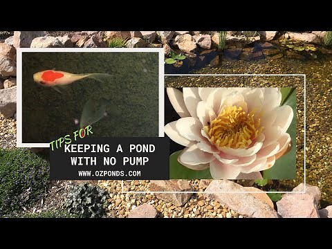 Tips for keeping a pond with no pump