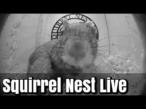 SqNest.Live-1of6: new baby squirrels (4) arrived in Nest 5 on Sept 8, 2025 🇺🇸🎗🇺🇦