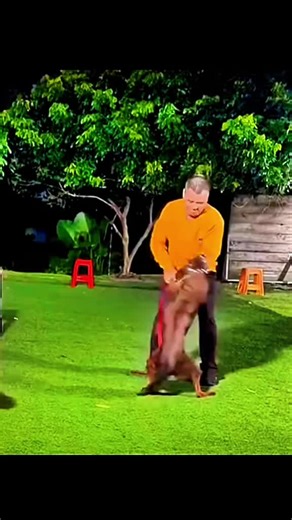 Aggressive Dog Training Tips