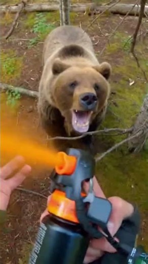 🐻 15 Feet From Disaster | Grizzly Bear Charges Photographer in Canadian Wilderness #wildlife