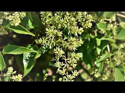 Planta y RAÍZ de GUACO 🌿 | ¿Para qué sirve el GUACO? | Tratamiento 100 % NATURAL