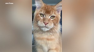 People are obsessed with these adorable cats that look like lions