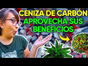🔥 CENIZA para las PLANTAS 🤔 ¿Realmente funciona?