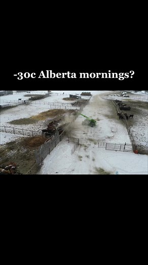 #cattle #beef #horses #ag #ranchlife #farm #farmlife #merlo #alberta #canada #telehander #follow #albertaag #2023 #manulift #ranching #tractor #tractors #winter #hay