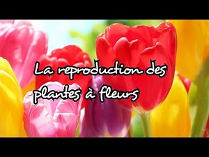 La reproduction des plantes a fleurs