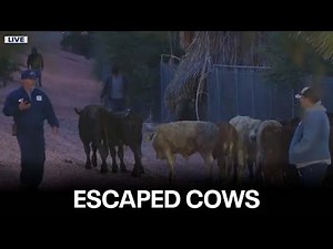 Cows loose on Arizona freeway after cattle trailer crash
