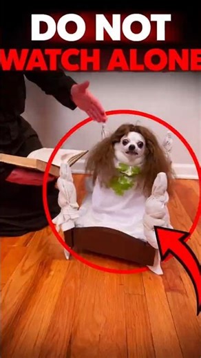 Possessed Dog Terrifies Viewers 😨 Caught on Camera #animals #dogs #holloween
