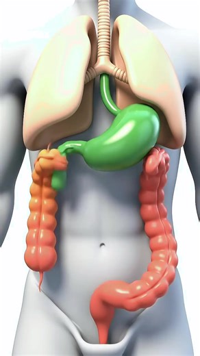 What's REALLY Happening Inside Your Digestive System 3D Educational Visualization