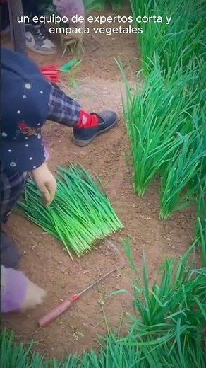 Corte y Empaque Exprés: El Secreto de los Agricultores
