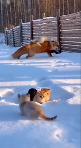 Agile Hunters: Speed and Passion in the Snow