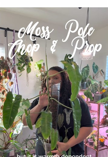 Every plant on a moss pole reaches a point where you have to either extend the pole or chop it down. This philodendron paraiso verde is getting chopped and taken off the pole over on my YouTube! #mosspole #philodendron #youtube #plantcare #plantcaretips