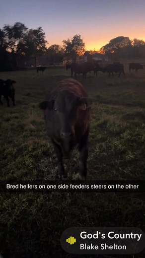 steers = some happy beef customers 2026 C&S Cattle stay blessed shake a veterans hand today & everyday ! | C&S Cattle