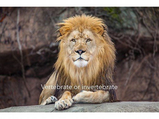 Vertebrates And Invertebrates