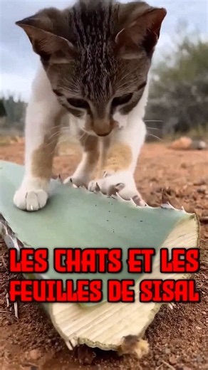Why are cats addicted to this leaf?? 🐈 #animals #cat #nature