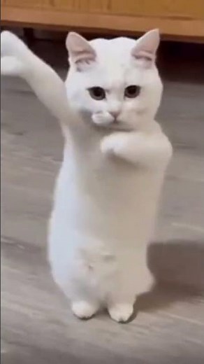 Cat dancing to Chinese song #cat #catdancing #dancing #china #chinese #科目三 #科目三舞蹈