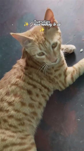 😻😺#catlife #utubeshorts #viralvideo