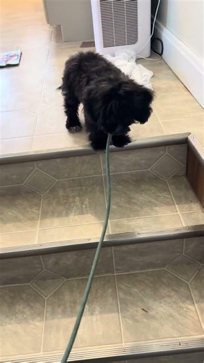 Melody | with her trainer for 2 weeks . She is ready to find her forever family! #trainedpuppies