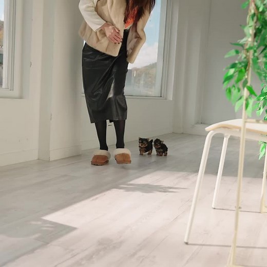 Adorable Yorkie Puppies Marley & Maddie - Rolly Teacup Puppies