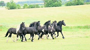 Field of dreams! The fabulous Annie Damhof has created this magnificent video of our old, retired Friesian mare Rona with her group of Friesian and Barock Pinto fillies. | Friesians Scotland
