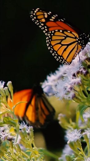 🦋 We know there’s no official “Monarch Migration Monday,” but we’re calling it that after seeing so many butterflies today! If you visit us this week, you might catch a glimpse of them in all their glory before they continue over to Mexico. #monarch #monarchbutterfly #butterflymigration #pollinators #butterfly #mistflower #austintx #organic #nativeplants | The Natural Gardener