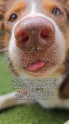 While I'm super glad “Stalk, Flank, Block” is getting the recognition it deserves, the only reason it exists within our herding games is because of Raven - our former reactive and very determined car chaser. As with all things that go mainstream, the original meaning sometimes gets lost or twisted - so here’s what Stalk, Flank, Block actually means: 🐑 Stalk - the first stage of control. It’s the focused, low, deliberate movement toward a target — the moment instinct comes alive. The brain locks