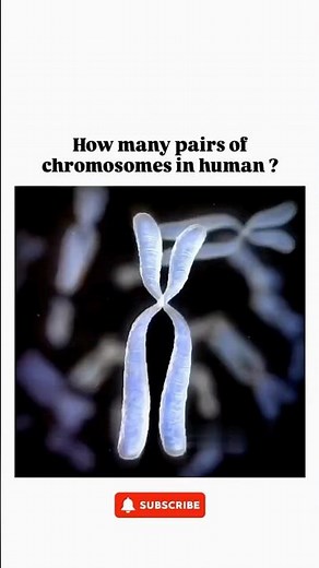 How Many Chromosome Pairs Do Humans Have? | Human Genetics Explained!