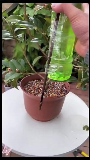 用了這個方法，你家的花一個月不用澆水#花卉綠植 #分享家庭養花知識 #養花小知識 #分享家庭養花小常識 #養花 | 天乐养花