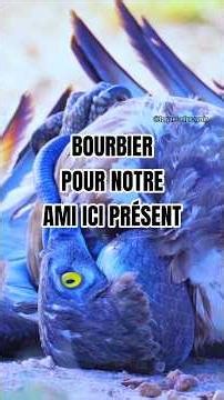 Daniel the Eagle 💀 feat. Kobe the Black Mamba & Simba/Nala