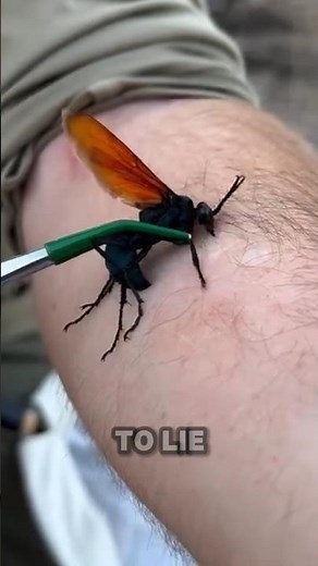 The Tarantula Hawk is BRUTAL
