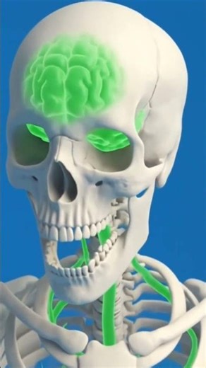 What Happens Inside Your Body After a Snake Bite? | Medical Animation