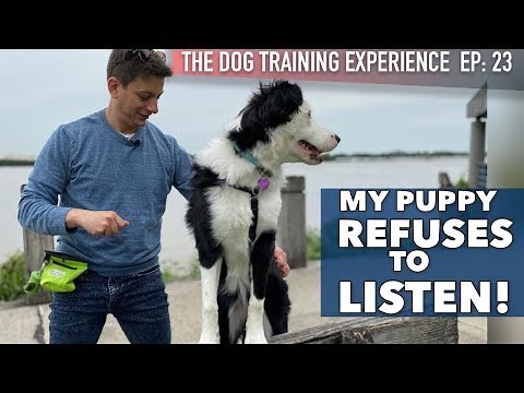 My Dog Listens at Home, But Definitely Not Here!