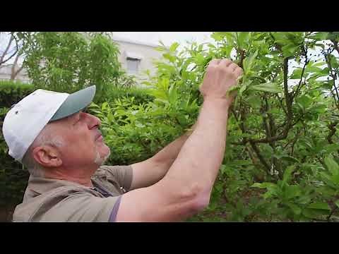 How To Manage Leaf Curl On Plum Trees