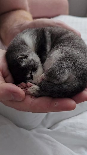 Adorable Selkie Mink - A Unique Pet Experience