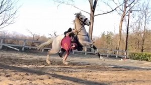 Mounted Games World | SLOW MOTION HOOPLA PICK UP - Using pure core strength to get back up.. breathtaking to watch!! @iacobox #mountedgames | Instagram