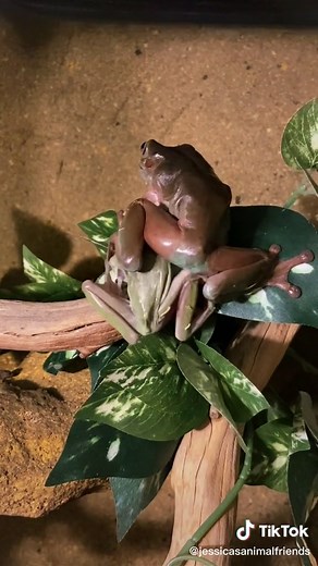 white’s tree frog tomfoolery never ceases to amaze me #whitestreefrog #dumpytreefrog #frog #frogs