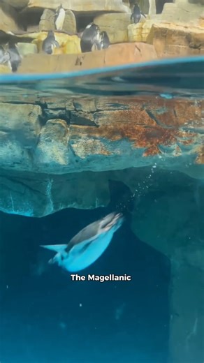 Magellanic Penguin: The Ocean Racer! #penguin #funfacts