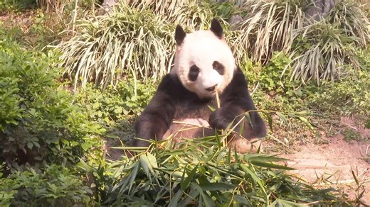 Join Xinhua in exploring the Macao Giant Panda Pavilion and meet the giant panda family up close! #GiantPandas #GLOBALink | China Xinhua News